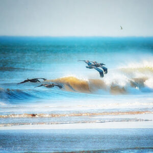 Pelicans, Waves, Backspray
